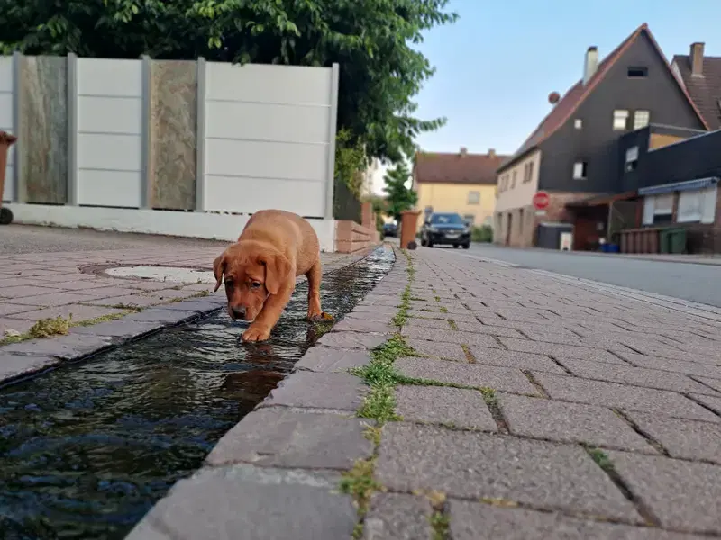 Labradore vom Reichartshäuser Hof  - Bild 1