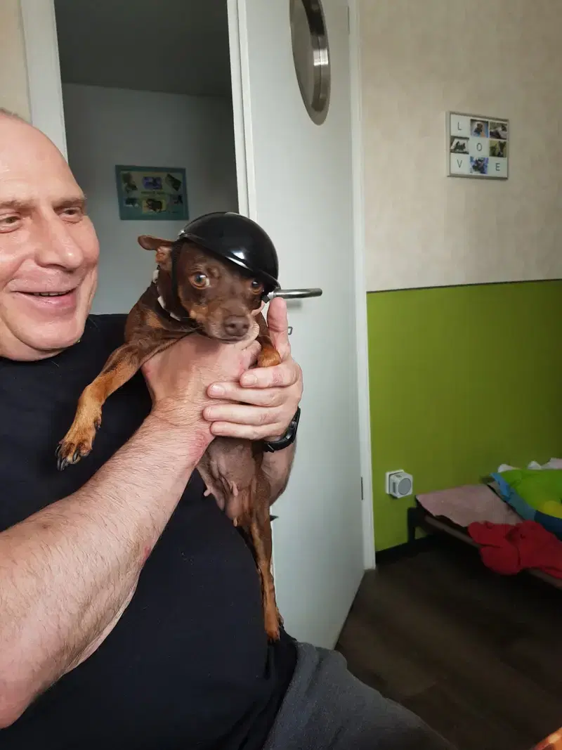 Hundezucht vom Bagno - Bild 1