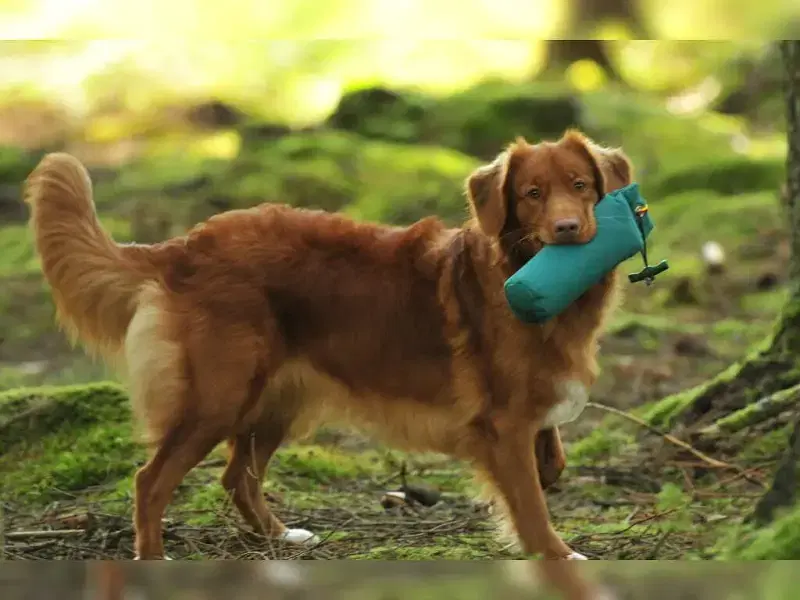 ThorWill’s Red Buffoons