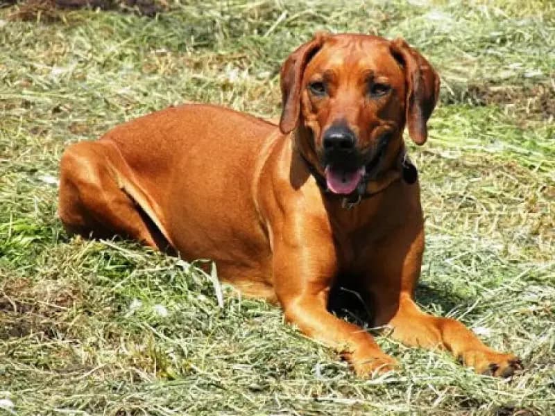 Caraki