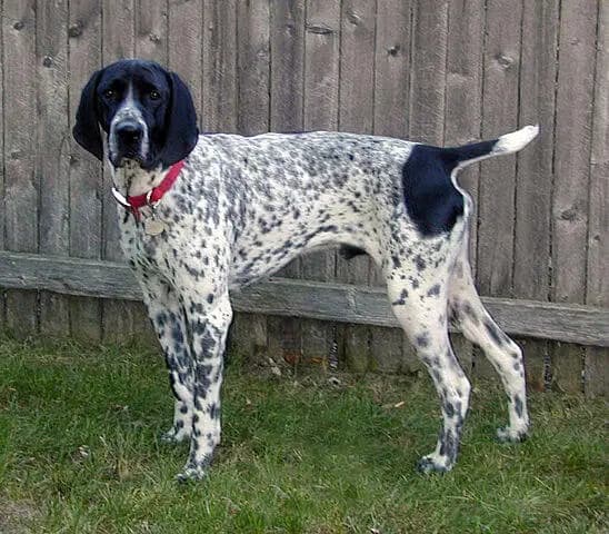 Braque d'Auvergne – dog breed