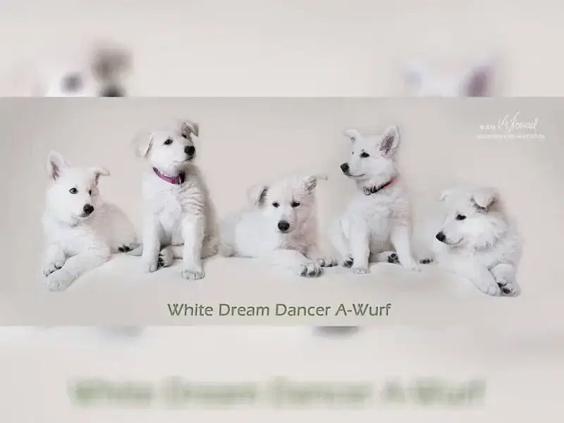 white dream dancer