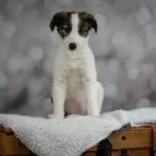 Gently Hills Windsprites