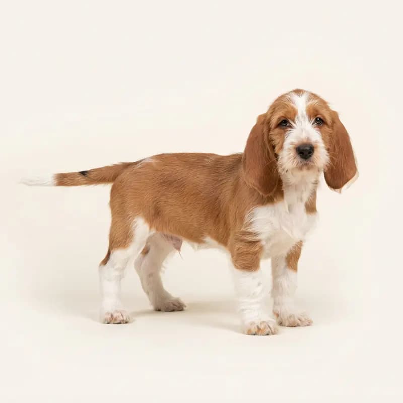 Büyük Basset Griffon Vendeen Welpe in Kırmızı-beyaz