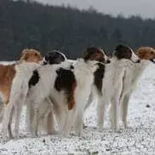 Ailica's Barsois