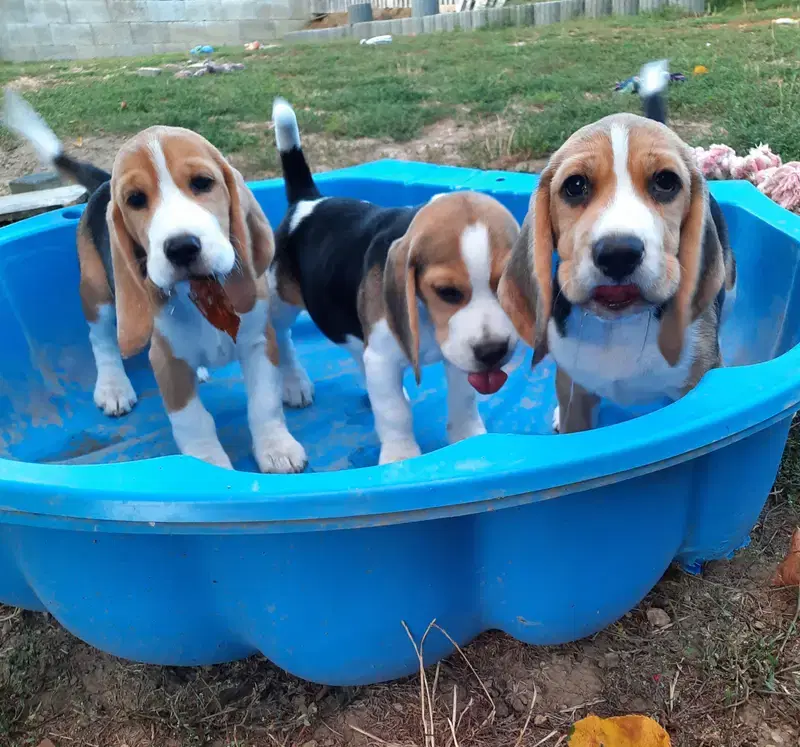 Beagle vom Liebensteiner Schloss - Bild 1