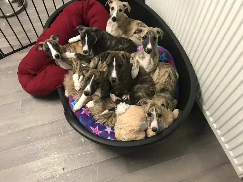Whippet Züchter in Rheinland-Pfalz - Bild 1