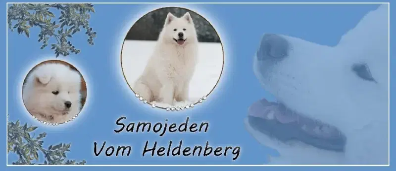 Samojeden Vom Heldenberg  - Bild 1