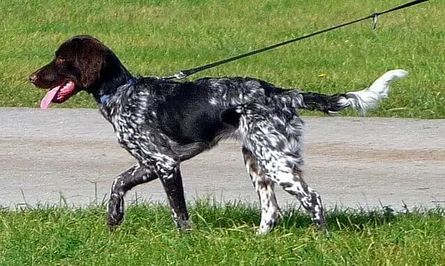 Küçük Münsterländer – köpek ırkı