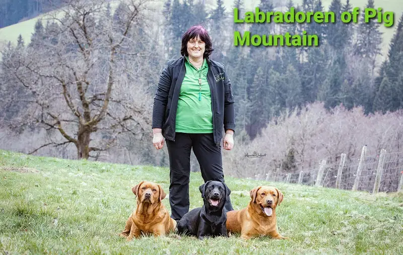 OF PIG MOUNTAIN  - Bild 1