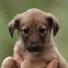 like a Pearl in the Sun