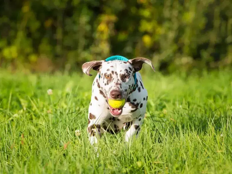 of KaWi’s trailing Spots