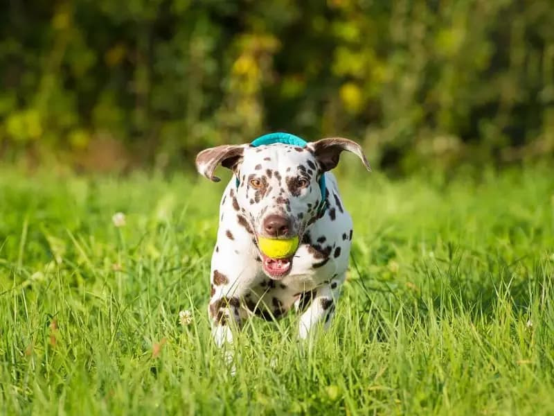 of KaWi’s trailing Spots
