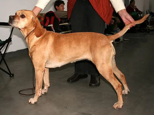 Perdigueiro Português (Portugiesischer Vorstehhund) – Hunderasse