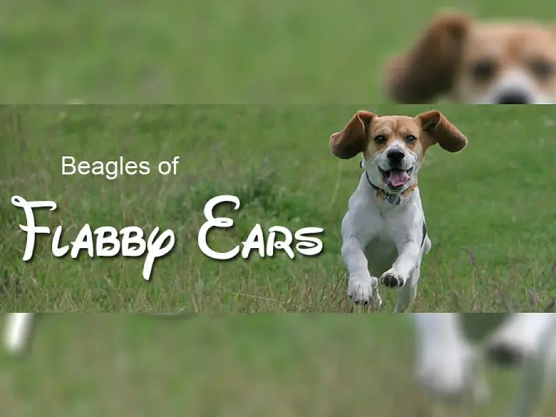 of Flabby Ears