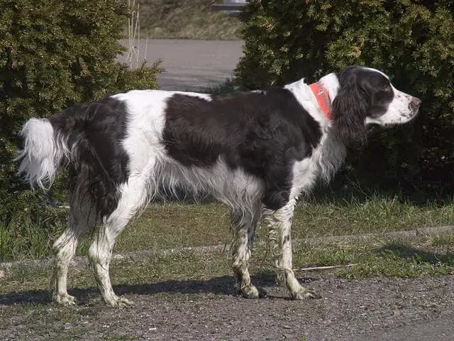 Epagneul Français – hondenras