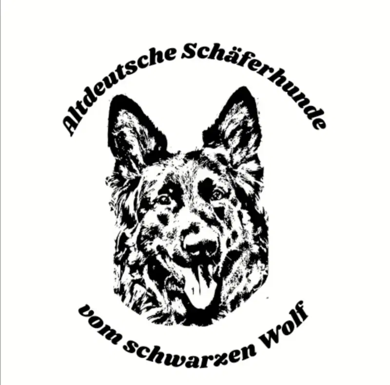 Altdeutsche Schäferhunde vom schwarzen Wolf  - Bild 1