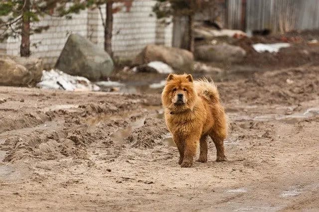 Chow Chow – Hunderasse