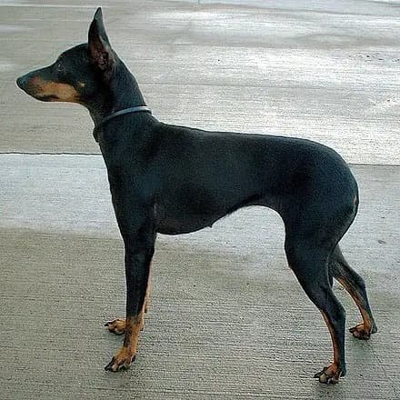 English Toy Terrier (Black and Tan) – Hunderasse