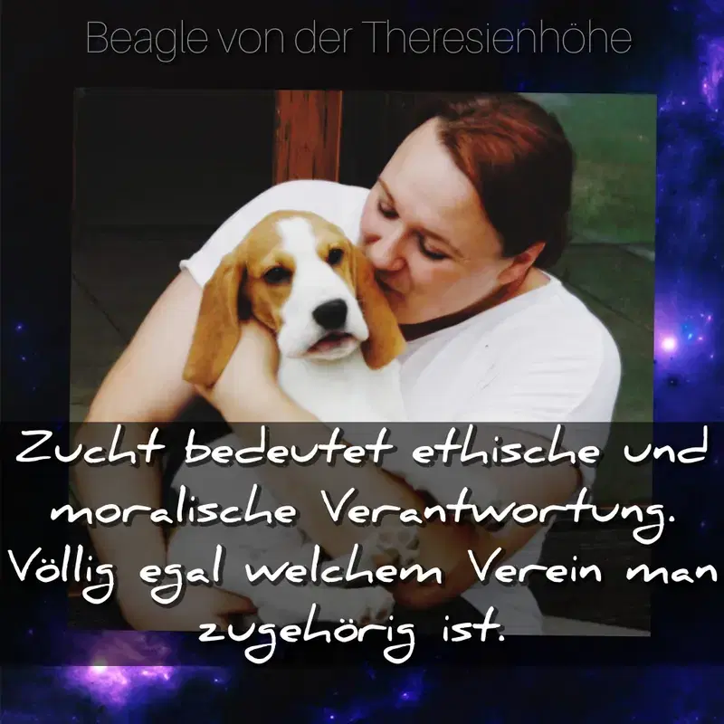 Beagle von der Theresienhöhe  - Bild 1