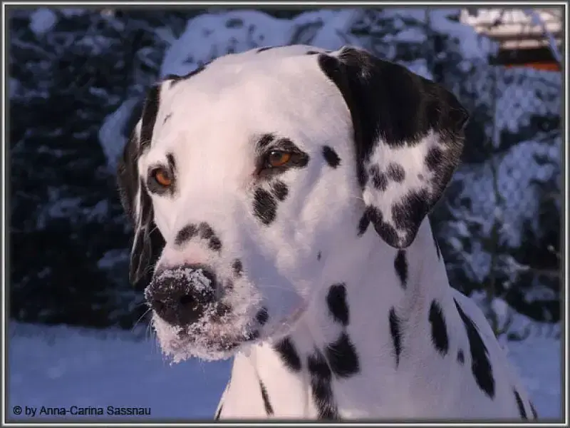 of the Smiling Spots