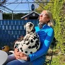 Dotdog’s