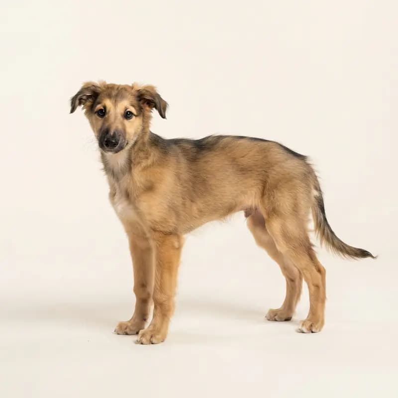 丝毛疾风犬 Welpe in 貂色