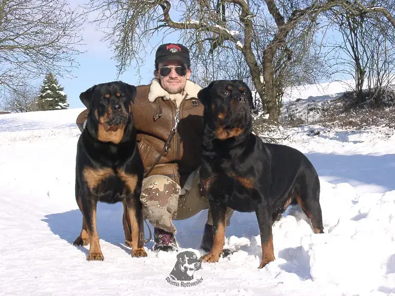 Rottweiler von Akima - Bild 1