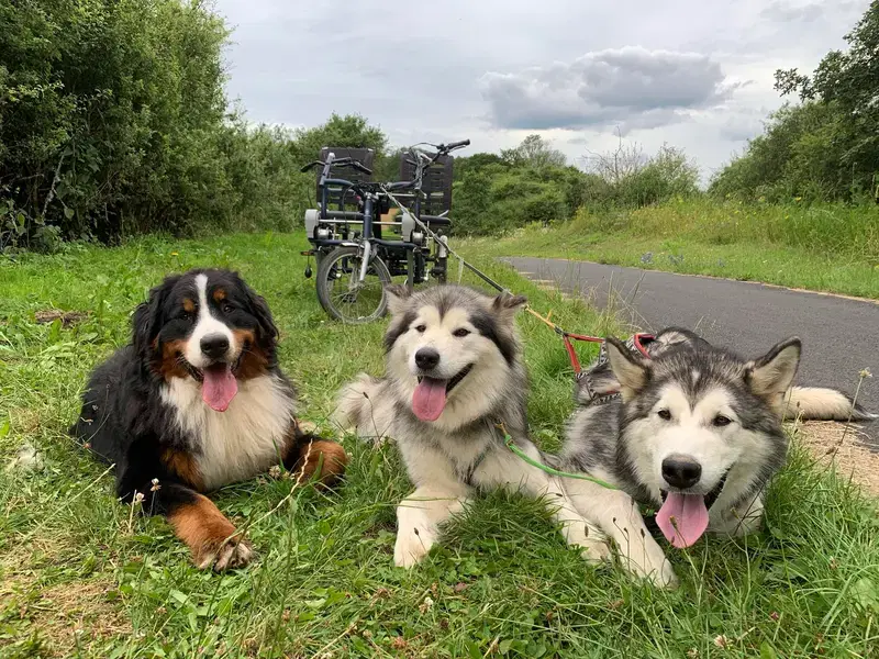 Berner Sennenhunde vom Geildorfer Bach - Bild 1