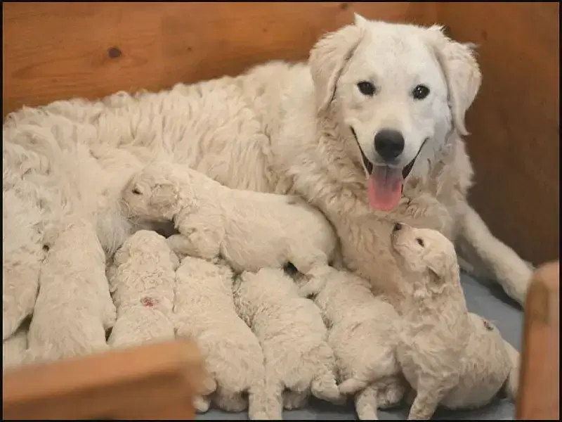 von den grossen Strolchen