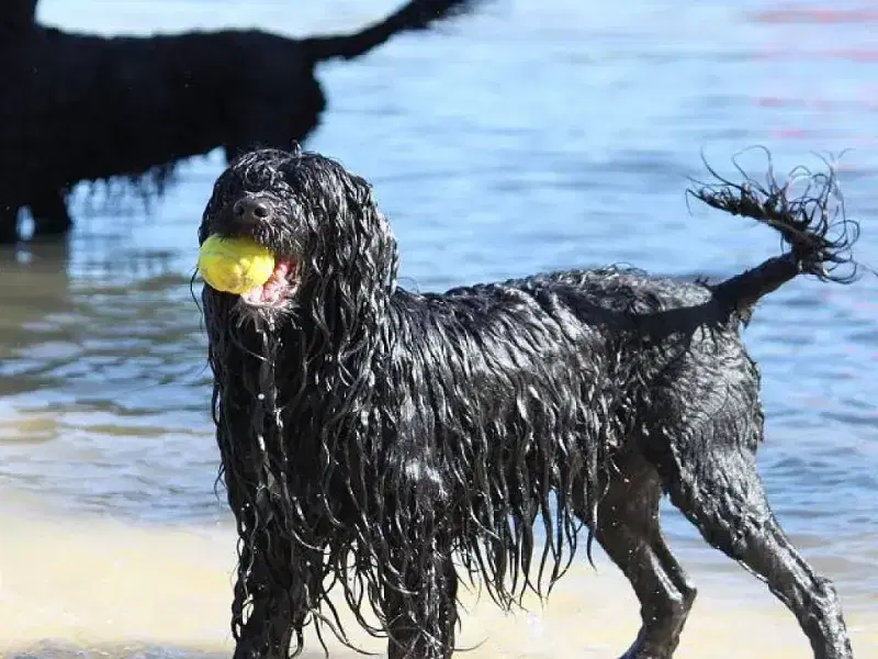 vom Steinernen Garten