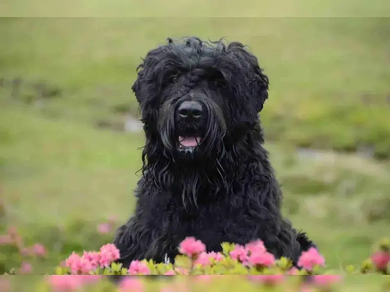 von den bayerischen Bären