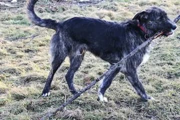 Deerhound – Hunderasse