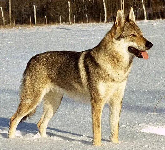 Cane lupo cecoslovacco – razza canina