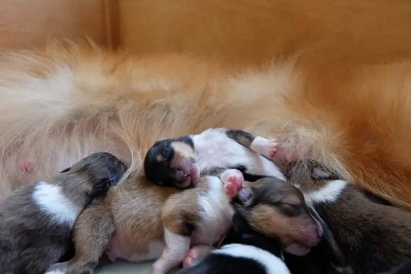 Collies von der Brettachwiese  - Bild 1
