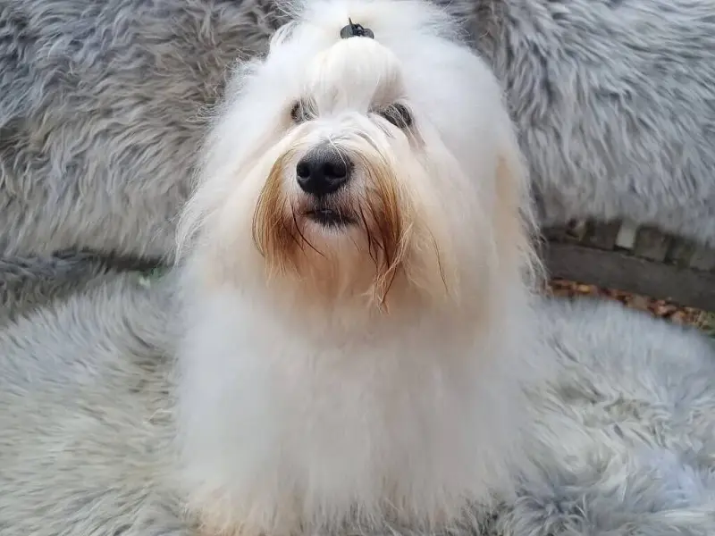 Sweet Little white Angel of Paradise