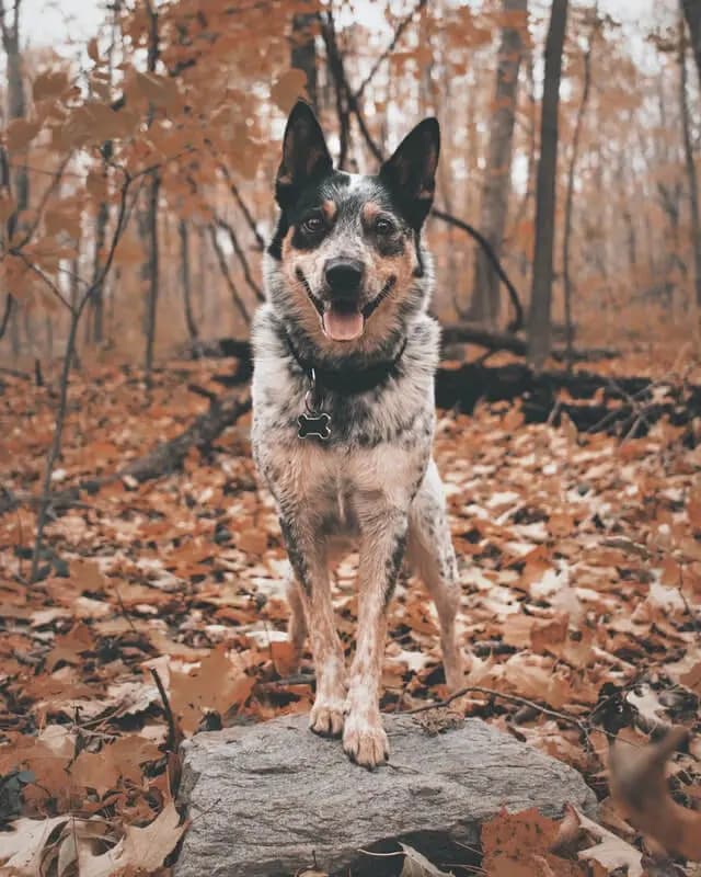 Australian Cattle Dog – dog breed