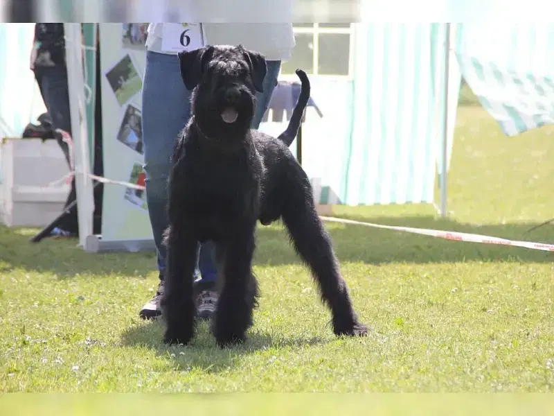 von der Stumpfenburg