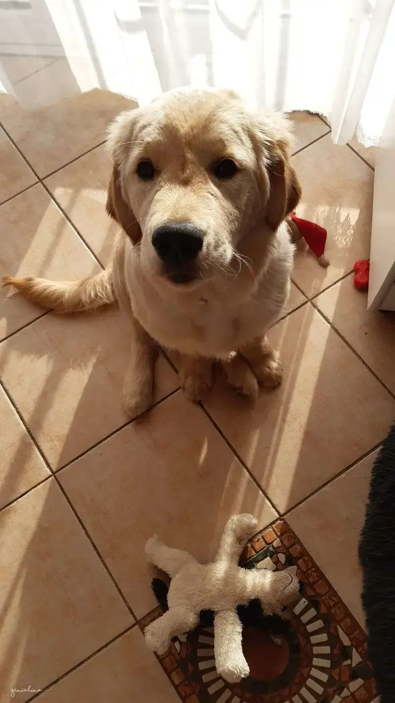 Golden Retriever vom Veitenstein  - Bild 1