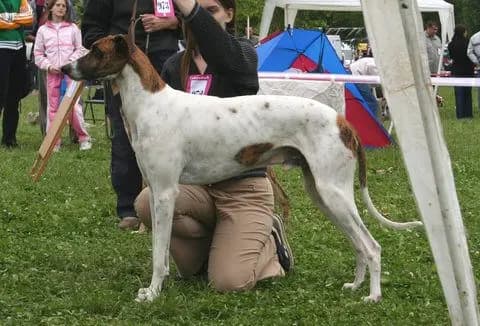 Magyar Agar – Hunderasse