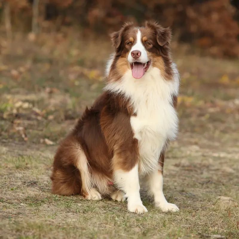 Australian Shepherd – dog breed