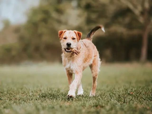 Border Terrier – dog breed