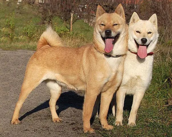 Hokkaido – dog breed