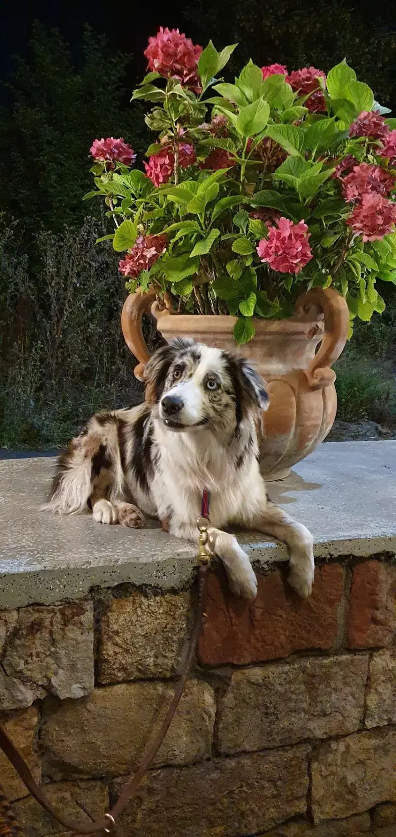 Australian Shepherd Zucht RM - Bild 1