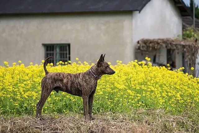 Taiwanhund – Hunderasse