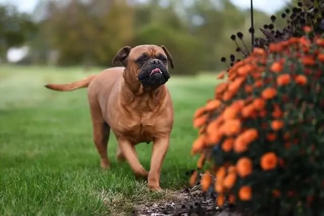 Bullmastiff – Hunderasse