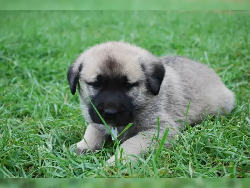 Sicimogullari Kangal
