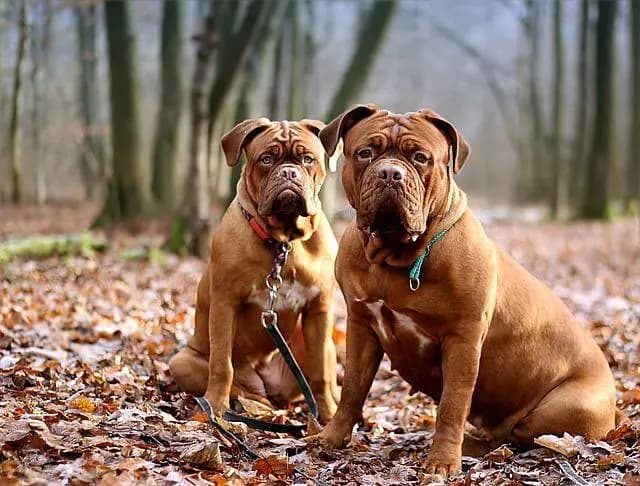 Bordeauxdogge – Hunderasse