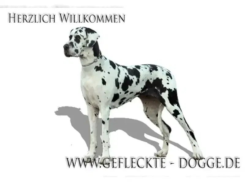 vom Garten Harlekin