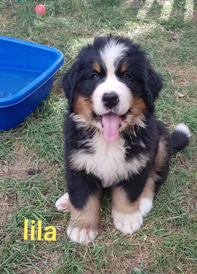 Berner von der Römerschanze - Bild 1